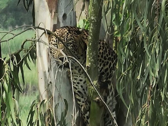 leopard in Padali Budruk kolhapur, barking of dogs and sitting on a tree | Kolhapur: पाडळी बुद्रुकमध्ये बिबट्याचे दर्शन, कुत्र्यांच्या भुंकण्याने जावून बसला झाडावर leopard in Padali Budruk kolhapur, barking of dogs and sitting on a tree | Kolhapur: पाडळी बुद्रुकमध्ये बिबट्याचे दर्शन, कुत्र्यांच्या भुंकण्याने जावून बसला झाडावर
