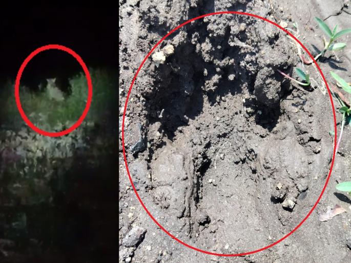 Leopard sighting in the afternoon! Farmers in the area of Dhanora, Nandur Vitthala are scared | भर दुपारी बिबट्याचे दर्शन! धानोरा, नांदूर विठ्ठलाचे परिसरातील शेतकरी भयभीत Leopard sighting in the afternoon! Farmers in the area of Dhanora, Nandur Vitthala are scared | भर दुपारी बिबट्याचे दर्शन! धानोरा, नांदूर विठ्ठलाचे परिसरातील शेतकरी भयभीत