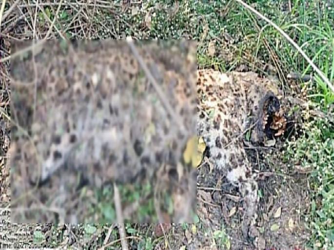 Leopard dies in Ballarpur Power House area of chandraur | बल्लारपूर पॉवर हाऊस परिसरात बिबट्याचा मृत्यू Leopard dies in Ballarpur Power House area of chandraur | बल्लारपूर पॉवर हाऊस परिसरात बिबट्याचा मृत्यू