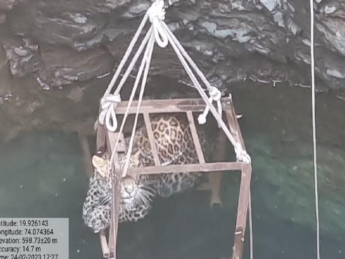 farmers alertness; Give life to the leopard | शेतकऱ्यांचे प्रसंगावधान; बिबट्याला जीवदान