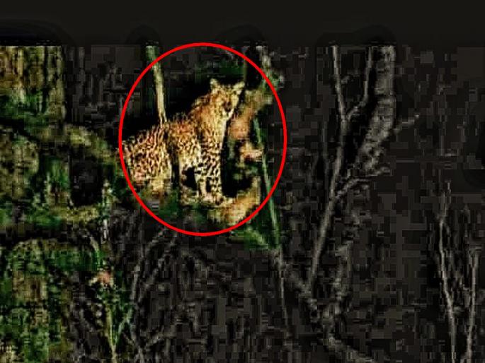 Citizens of Bhokarpada, Moho village under leopard fear pda | भोकरपाडा, मोहो गावातील नागरिक बिबट्याच्या दहशतीखाली Citizens of Bhokarpada, Moho village under leopard fear pda | भोकरपाडा, मोहो गावातील नागरिक बिबट्याच्या दहशतीखाली