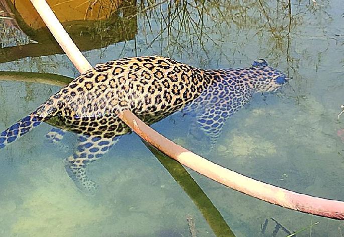Leopard dies after drowning in coal mine pit | कोळसा खाणीतील पाण्यात बुडून बिबट्याचा मृत्यू Leopard dies after drowning in coal mine pit | कोळसा खाणीतील पाण्यात बुडून बिबट्याचा मृत्यू
