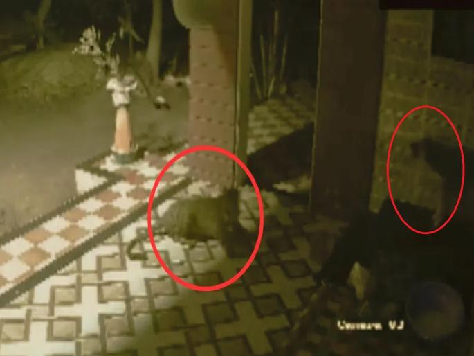 Leopard Vs Dog Video: Leopard attacked, dog also responded, watch the thrilling video | शेरास सव्वाशेर; बिबट्याने हल्ला केला, कुत्र्यानेही प्रत्युत्तर दिलं, पाहा थरारक व्हिडिओ... Leopard Vs Dog Video: Leopard attacked, dog also responded, watch the thrilling video | शेरास सव्वाशेर; बिबट्याने हल्ला केला, कुत्र्यानेही प्रत्युत्तर दिलं, पाहा थरारक व्हिडिओ...