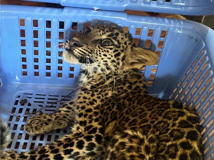 Leopard cubs in Chikhli Mohalla in Sangameshwar, investigation by forest department started | संगमेश्वरातील चिखली मोहल्ल्यात बिबट्याचे बछडे, वनविभागाने बछड्यास घेतलं ताब्यात Leopard cubs in Chikhli Mohalla in Sangameshwar, investigation by forest department started | संगमेश्वरातील चिखली मोहल्ल्यात बिबट्याचे बछडे, वनविभागाने बछड्यास घेतलं ताब्यात