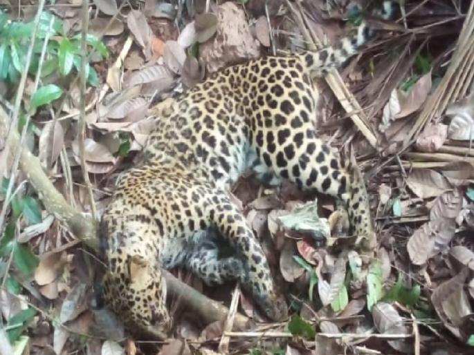 Dead leopard found in drain near Itkare Sangli | Sangli: इटकरेजवळ नाल्यामध्ये मृत बिबट्या आढळला