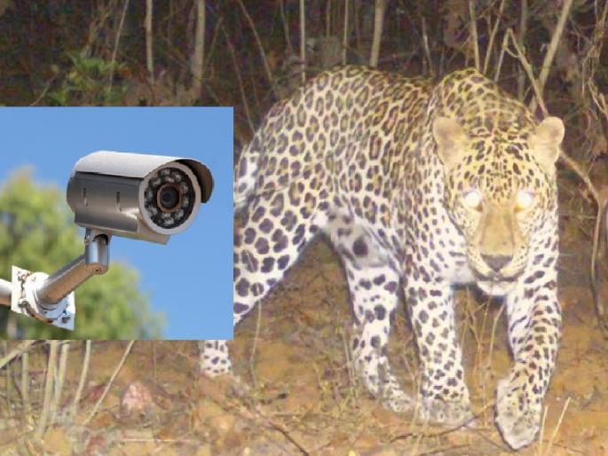 The forest department has set up a camera to search for leopards at Bisur in Sangli | सांगलीतल्या बिसूर येथे बिबट्याच्या शोधासाठी वन विभागाने लावला कॅमेरा