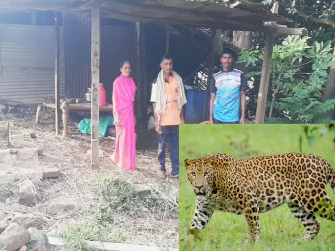 Satara: Rushed to save the dog; The leopard attacked the farmer himself | Satara: श्वानाला वाचवायला धावला; बिबट्याने शेतकऱ्यावरच हल्ला चढवला Satara: Rushed to save the dog; The leopard attacked the farmer himself | Satara: श्वानाला वाचवायला धावला; बिबट्याने शेतकऱ्यावरच हल्ला चढवला