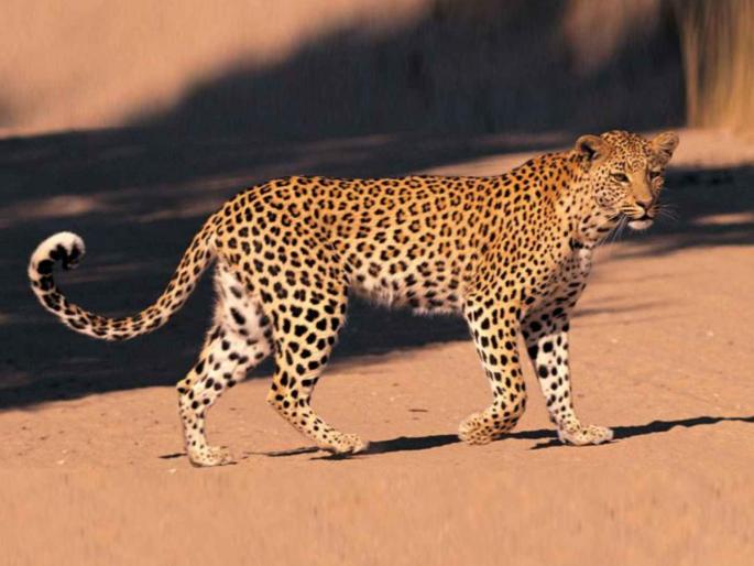 Three leopard attacks in Talasari; Injured treated in Gujarat hospital; Question mark on healthcare system | तलासरीत बिबळ्याचे तीन हल्ले; जखमींवर गुजरातच्या रुग्णालयात उपचार; आरोग्य यंत्रणेवर प्रश्नचिन्ह Three leopard attacks in Talasari; Injured treated in Gujarat hospital; Question mark on healthcare system | तलासरीत बिबळ्याचे तीन हल्ले; जखमींवर गुजरातच्या रुग्णालयात उपचार; आरोग्य यंत्रणेवर प्रश्नचिन्ह