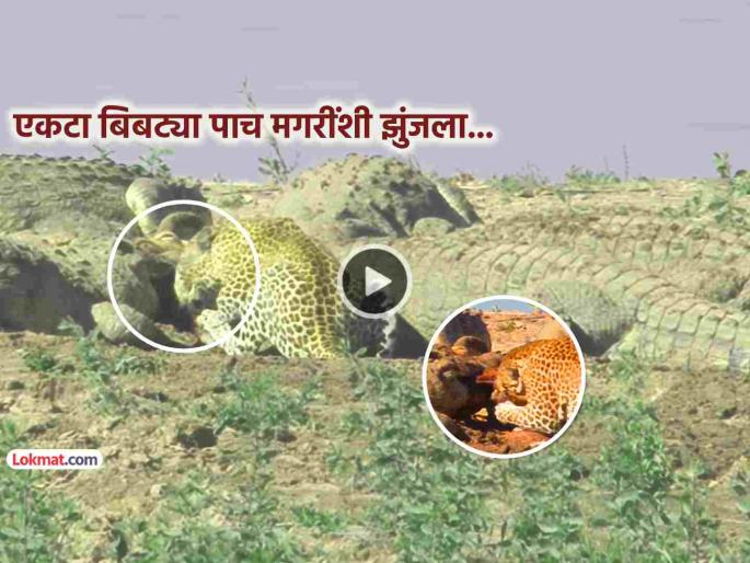 trending video Salute to the bravery of the leopard Neither scared nor surrendered He faced 5 crocodiles alone without any hesitation viral | VIDEO: बिबट्याच्या धाडसाला सलाम! ना घाबरला, ना शरण गेला... ५ मगरींना बिनधास्त एकटा भिडला !
