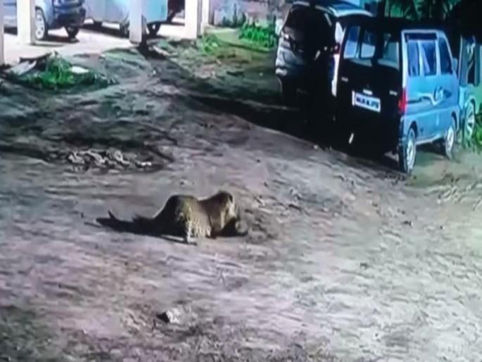 A leopard flapping on a running bike at Tabari; Leopard attacks dog in Otur's Om Sai Society | सारणी येथे धावत्या दुचाकीवर बिबट्याची झडप; ओतूरच्या ओम साई सोसायटीत बिबट्याचा कुत्र्यावर हल्ला A leopard flapping on a running bike at Tabari; Leopard attacks dog in Otur's Om Sai Society | सारणी येथे धावत्या दुचाकीवर बिबट्याची झडप; ओतूरच्या ओम साई सोसायटीत बिबट्याचा कुत्र्यावर हल्ला