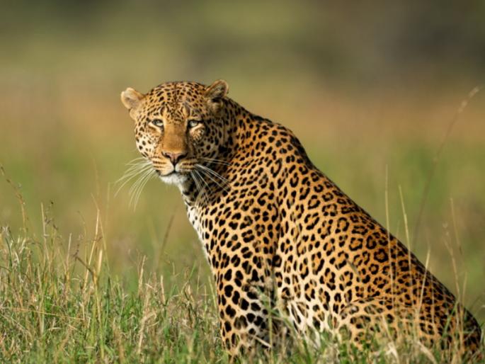 Leopard attacks bike again in Ambegaon Young woman injured | आंबेगावात पुन्हा बिबट्याचा दुचाकीवर हल्ला; तरुणी जखमी Leopard attacks bike again in Ambegaon Young woman injured | आंबेगावात पुन्हा बिबट्याचा दुचाकीवर हल्ला; तरुणी जखमी