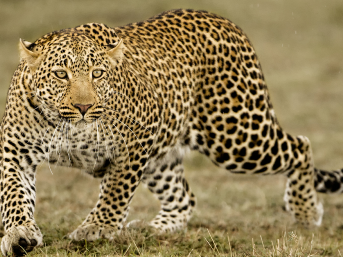 Leopard attacks two youths in broad daylight in Nagaon, creating fear among villagers | नागावमध्ये भरदिवसा बिबट्याचा धुमाकूळ, दोन युवकावर हल्ला, ग्रामस्थांमध्ये भीतीचे वातावरण Leopard attacks two youths in broad daylight in Nagaon, creating fear among villagers | नागावमध्ये भरदिवसा बिबट्याचा धुमाकूळ, दोन युवकावर हल्ला, ग्रामस्थांमध्ये भीतीचे वातावरण