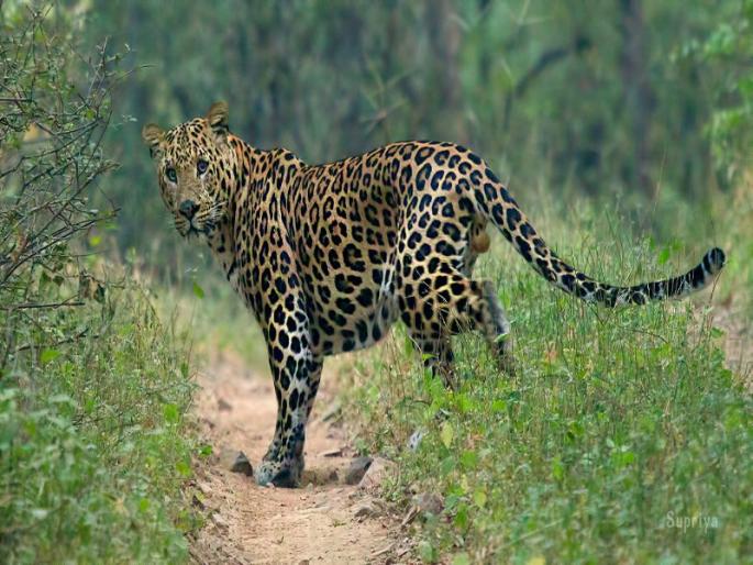 A farmer died in a leopard attack in Khed taluka | Leopard Attack: खेड तालुक्यात बिबट्याच्या हल्ल्यात शेतकऱ्याचा मृत्यू A farmer died in a leopard attack in Khed taluka | Leopard Attack: खेड तालुक्यात बिबट्याच्या हल्ल्यात शेतकऱ्याचा मृत्यू