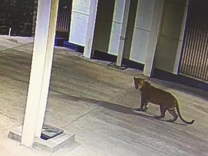 leopard saw in the Baramati MIDC area | बारामती एमआयडीसी परिसरात बिबट्याचा वावर, दहशतीचे वातावरण leopard saw in the Baramati MIDC area | बारामती एमआयडीसी परिसरात बिबट्याचा वावर, दहशतीचे वातावरण