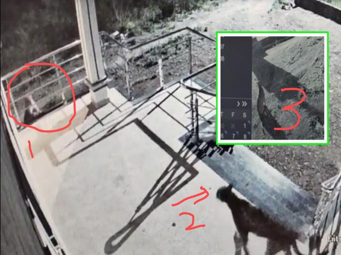 Horrible: Three leopards caught on CCTV camera in search of poacher | एकाचवेळा तीन बिबट्यांच्या घराला घिरट्या; शिकारीच्या शोधात आलेले सीसीटीव्ही कॅमेरात कैद Horrible: Three leopards caught on CCTV camera in search of poacher | एकाचवेळा तीन बिबट्यांच्या घराला घिरट्या; शिकारीच्या शोधात आलेले सीसीटीव्ही कॅमेरात कैद