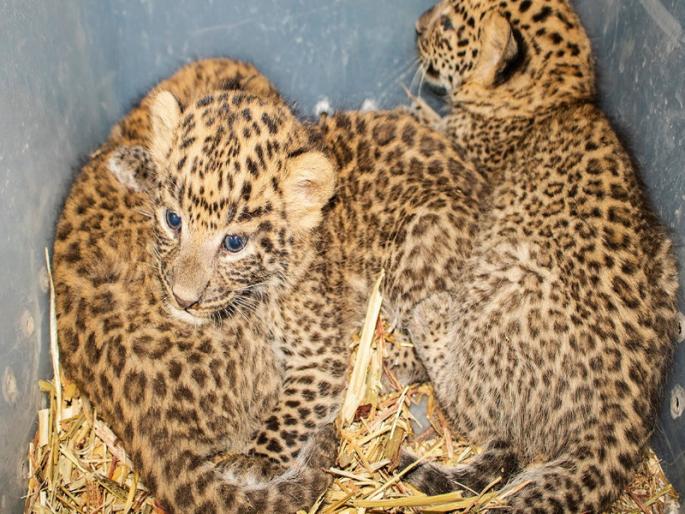 ... and in a few moments the leopard baby rested in its mother's arms | ...अन् काही क्षणातच बिबट्याची बछडे विसावली आईच्या कुशीत