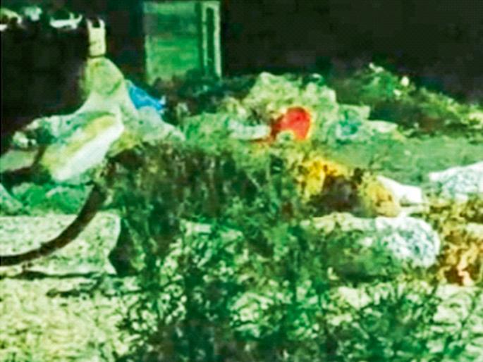 'Lions never eat grass', but Here leopards are searching for food on a garbage dump | ‘शेर कभी घास नहीं खाता’, पण...; येथे चक्क कचऱ्याच्या कुंडीवर अन्नाचा शोध घेत आहेत बिबटे  'Lions never eat grass', but Here leopards are searching for food on a garbage dump | ‘शेर कभी घास नहीं खाता’, पण...; येथे चक्क कचऱ्याच्या कुंडीवर अन्नाचा शोध घेत आहेत बिबटे