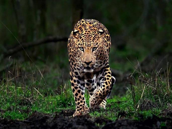 Leopard terror continues in Junnar taluka; Three attacked on Otur-Chilhewadi road, atmosphere of fear among citizens | जुन्नर तालुक्यात बिबट्याची दहशत कायम; ओतूर-चिल्हेवाडी रस्त्याला तिघांवर हल्ला, नागरिकांमध्ये भीतीचे वातावरण