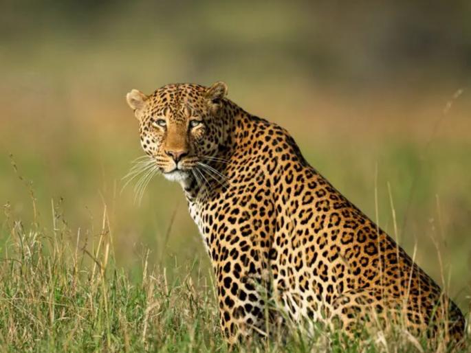 Went out at 6 am leopard chased her into sugarcane field woman dies second victim in a week | Shirur: सकाळी ६ वाजता बाहेर पडल्या; बिबट्याने उसाच्या शेतात फरफटत नेले, महिलेचा मृत्यू, आठवड्यात दुसरा बळी Went out at 6 am leopard chased her into sugarcane field woman dies second victim in a week | Shirur: सकाळी ६ वाजता बाहेर पडल्या; बिबट्याने उसाच्या शेतात फरफटत नेले, महिलेचा मृत्यू, आठवड्यात दुसरा बळी