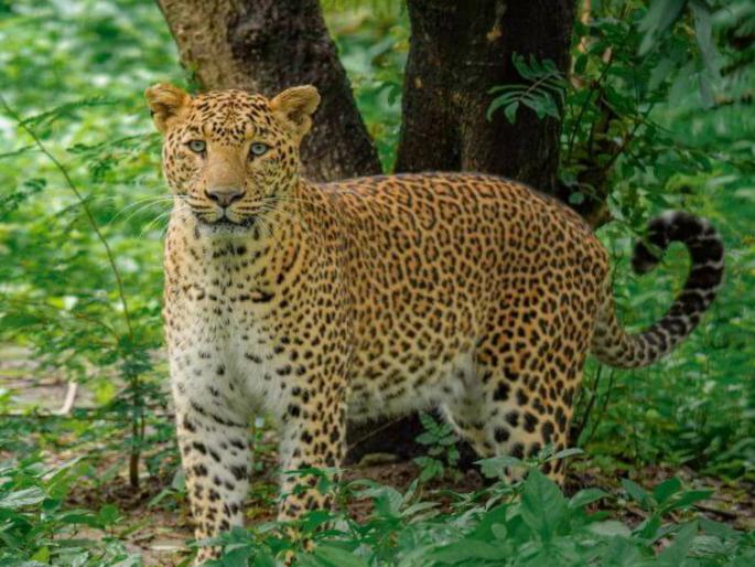 Leopard's fear! A video that will make you tremble even though it is in captivity is out, 2 leopards caught in Ambegaon | Video: बिबट्याची डरकाळी! जेरबंद असूनही थरकाप उडेल असा व्हिडिओ समोर, आंबेगावात पकडले २ बिबटे