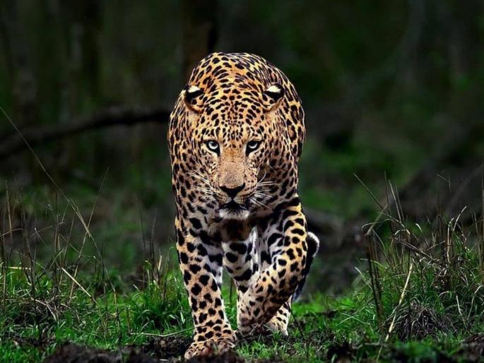 A leopard suddenly attacked a farm laborer; Citizens ran after hearing screams, the leopard escaped | शेतमजुरावर अचानक बिबट्याचा हल्ला; आरडाओरडा करताच नागरिकांची धाव, बिबट्याने काढला पळ A leopard suddenly attacked a farm laborer; Citizens ran after hearing screams, the leopard escaped | शेतमजुरावर अचानक बिबट्याचा हल्ला; आरडाओरडा करताच नागरिकांची धाव, बिबट्याने काढला पळ