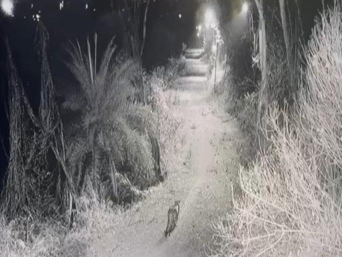 Extinct Leopards in Katraj Zoological Museum itself In front of CCTV special drone from Nashik to search | बेपत्ता बिबट्या कात्रज प्राणी संग्रहालयातच; CCTV समोर, शोध घेण्यासाठी नाशिकहून विशेष ड्रोन Extinct Leopards in Katraj Zoological Museum itself In front of CCTV special drone from Nashik to search | बेपत्ता बिबट्या कात्रज प्राणी संग्रहालयातच; CCTV समोर, शोध घेण्यासाठी नाशिकहून विशेष ड्रोन