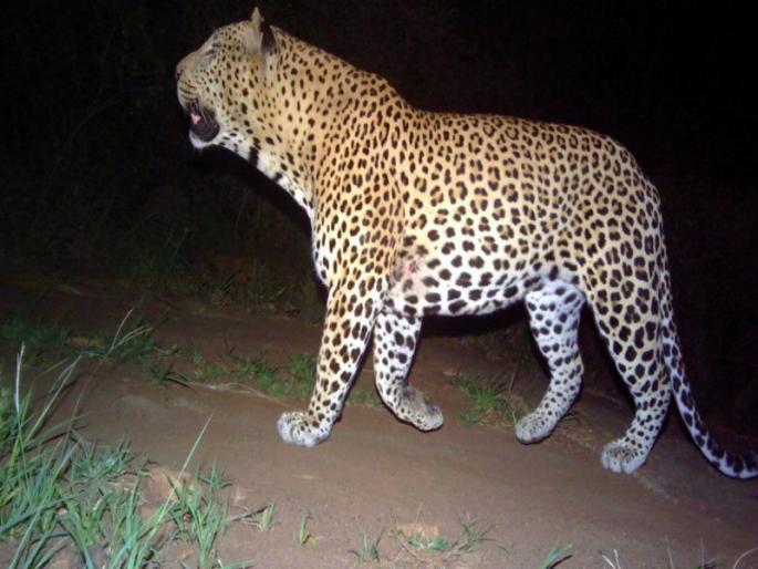 You have live with leopard in the coming soon | पुढील काळात आपल्याला बिबट्या समवेतच राहावे लागेल.. You have live with leopard in the coming soon | पुढील काळात आपल्याला बिबट्या समवेतच राहावे लागेल..