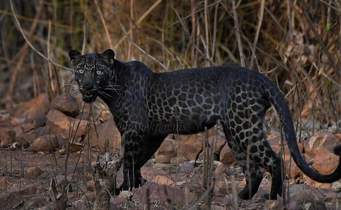 Pune Photographer Abhishek Pagnis Telling Story Of Clicking Viral Black Leopard Picture | व्हायरल होणाऱ्या 'ब्लॅक पँथर'च्या फोटोमागची कहाणी; ती २० मिनिटं कशी होती? फोटोग्राफरनं सांगितलं... Pune Photographer Abhishek Pagnis Telling Story Of Clicking Viral Black Leopard Picture | व्हायरल होणाऱ्या 'ब्लॅक पँथर'च्या फोटोमागची कहाणी; ती २० मिनिटं कशी होती? फोटोग्राफरनं सांगितलं...
