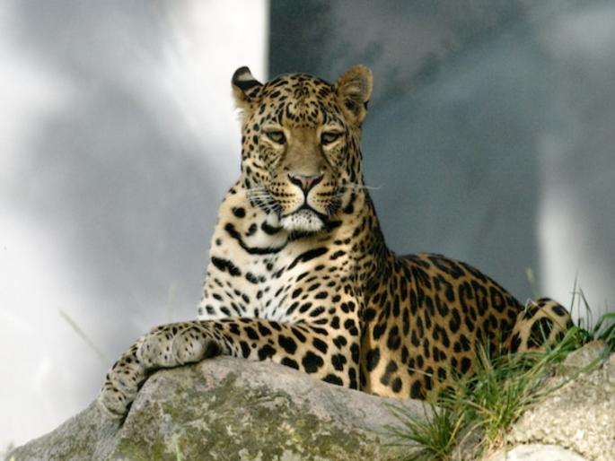 Did all the leopards come to the villages There is not a single leopard in Bhimashankar Sanctuary | सगळे बिबटे गावांमध्ये आले कि काय? भीमाशंकर अभयारण्यात नाही एकही बिबट्या