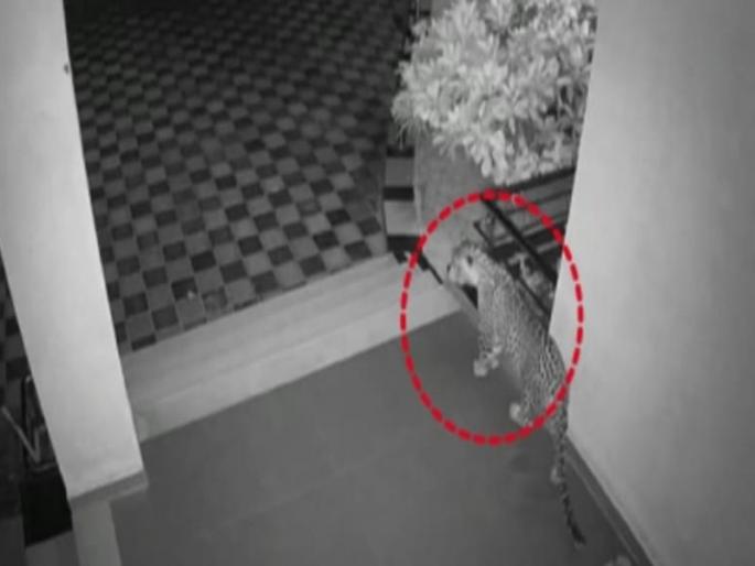 He came with gentle steps and carried the sandal without hunting The video of the leopard was caught on CCTV | तो दबक्या पावलांनी आला अन् शिकार न करता चक्क चप्पलचं घेऊन गेला; पाहा बिबट्याचा व्हिडिओ He came with gentle steps and carried the sandal without hunting The video of the leopard was caught on CCTV | तो दबक्या पावलांनी आला अन् शिकार न करता चक्क चप्पलचं घेऊन गेला; पाहा बिबट्याचा व्हिडिओ