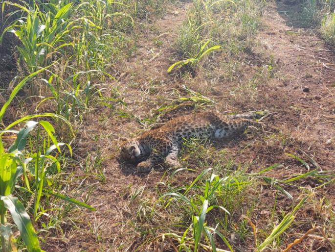 Leopard cubs found dead in Rajgurunagar area; An atmosphere of fear among the citizens | राजगुरूनगर परिसरात बिबट्याचे बछडे आढळले मृतावस्थेत; नागरिकांमध्ये भीतीचे वातावरण Leopard cubs found dead in Rajgurunagar area; An atmosphere of fear among the citizens | राजगुरूनगर परिसरात बिबट्याचे बछडे आढळले मृतावस्थेत; नागरिकांमध्ये भीतीचे वातावरण
