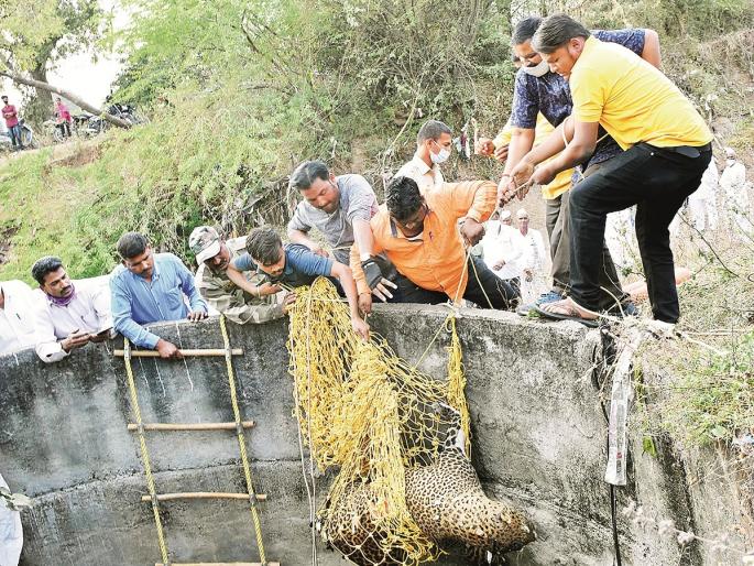 The leopard fell into the well behind Savja; he gnawed a pipe to save his life, broke the wire, but ... | सावजाच्या मागे बिबट्या विहिरात पडला;जीव वाचविण्यासाठी पाईप कुरतडला, वायर तोडली, पण... The leopard fell into the well behind Savja; he gnawed a pipe to save his life, broke the wire, but ... | सावजाच्या मागे बिबट्या विहिरात पडला;जीव वाचविण्यासाठी पाईप कुरतडला, वायर तोडली, पण...