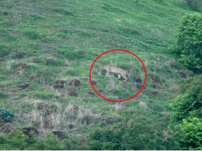 Why did the leopard found dead in Soygaon area die? Awaiting report... | सोयगाव परिसरात मृत सापडलेला बिबट्या कशाने मेला? अहवालाची प्रतीक्षा...