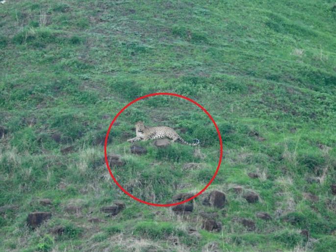Leopard sightings in Ajanta go viral on social media as in Aurangabad | अजिंठ्यातील बिबट्याचे दर्शन औरंगाबादमधील म्हणून सोशल मीडियात व्हायरल 