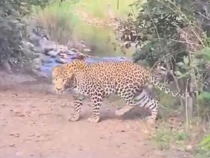 65-year-old Indubai witnessed the thrill of death; Injured in a leopard attack | ६५ वर्षांच्या इंदूबाईने पाहिला जवळून मृत्यू; बिबट्याच्या हल्ल्यात जनावरांमुळे वाचले प्राण