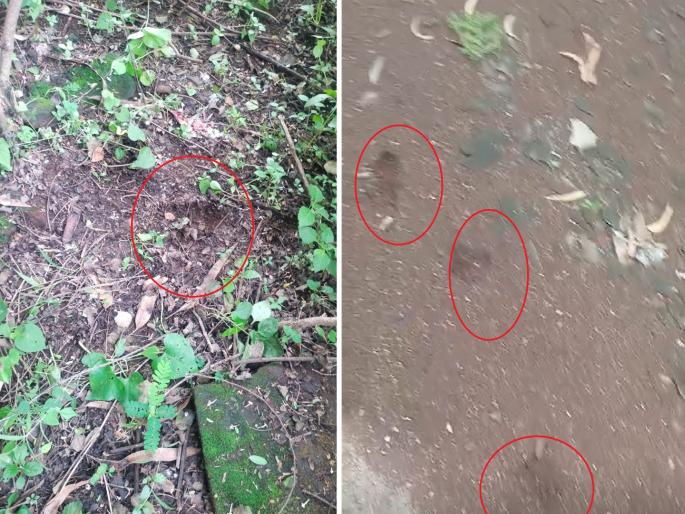 Leopard returns in Chhatrapati Sambhajinagar; Darshan of Security Guards in Chikalthana MIDC | छत्रपती संभाजीनगरमध्ये बिबट्या रिटर्न; चिकलठाणा एमआयडीसीमध्ये सुरक्षारक्षकांना दर्शन Leopard returns in Chhatrapati Sambhajinagar; Darshan of Security Guards in Chikalthana MIDC | छत्रपती संभाजीनगरमध्ये बिबट्या रिटर्न; चिकलठाणा एमआयडीसीमध्ये सुरक्षारक्षकांना दर्शन