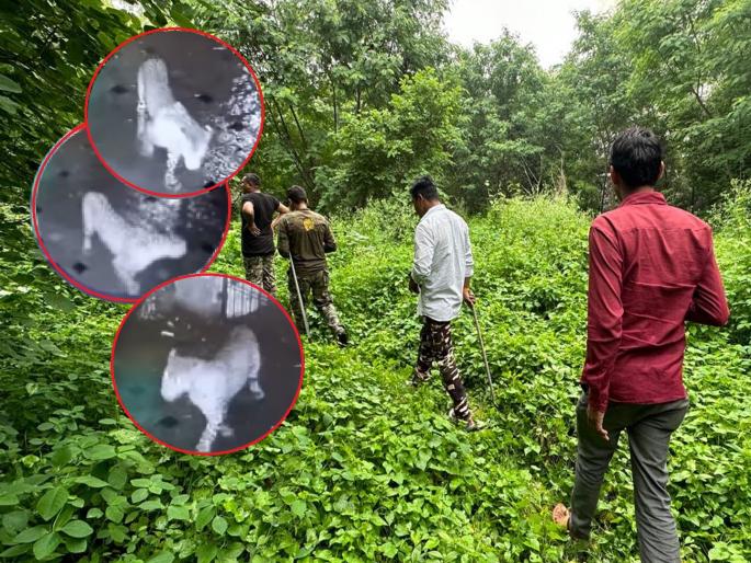 Leopard sighting in Chhatrapati Sambhajinagar; Caught on CCTV while walking in the meteor city early in the morning | छत्रपती संभाजीनगरमध्ये बिबट्याचे दर्शन; पहाटे उल्कानगरीत फिरताना सीसीटीव्हीत कैद Leopard sighting in Chhatrapati Sambhajinagar; Caught on CCTV while walking in the meteor city early in the morning | छत्रपती संभाजीनगरमध्ये बिबट्याचे दर्शन; पहाटे उल्कानगरीत फिरताना सीसीटीव्हीत कैद