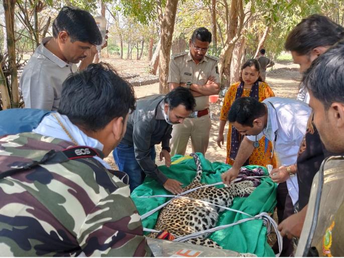 Extinct leopard found again in Jarandi; The danger was averted by timely treatment | जरंडीत पुन्हा आढळला अत्यवस्थ बिबट्या; वेळीच उपचार मिळाल्याने वाचले प्राण Extinct leopard found again in Jarandi; The danger was averted by timely treatment | जरंडीत पुन्हा आढळला अत्यवस्थ बिबट्या; वेळीच उपचार मिळाल्याने वाचले प्राण