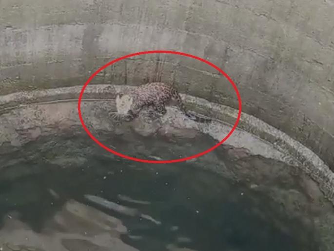 The leopard went hunting and fell into a well | बिबट्या शिकारीसाठी निघाला अन् विहिरीत जाऊन पडला The leopard went hunting and fell into a well | बिबट्या शिकारीसाठी निघाला अन् विहिरीत जाऊन पडला