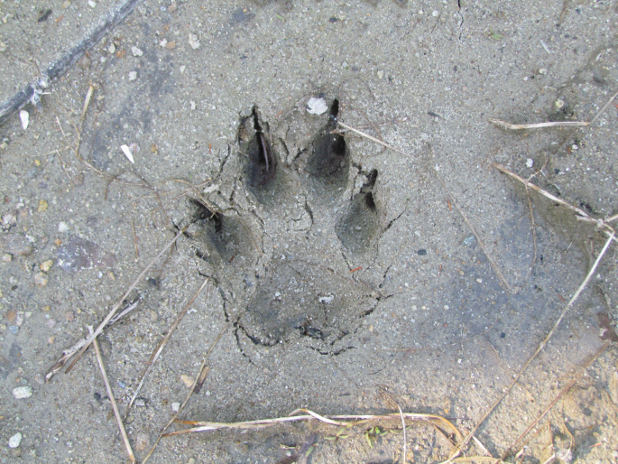 Leopards in Nagzari, Inderthane; Fear among citizens, two teams to search  | नागझरी, इंदरठाण्यात बिबट्याचा वावर; नागरिकांत भीती, शोधासाठी दोन पथके  Leopards in Nagzari, Inderthane; Fear among citizens, two teams to search  | नागझरी, इंदरठाण्यात बिबट्याचा वावर; नागरिकांत भीती, शोधासाठी दोन पथके