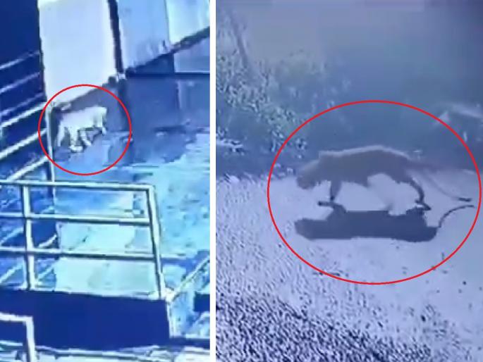 Cheetah trip to Chhatrapati Sambhajinagar and lakhs of rupees spend by Forest Department | बिबट्याची छत्रपती संभाजीनगरात सहल अन् लाखोंचा भुर्दंड वन विभागाला Cheetah trip to Chhatrapati Sambhajinagar and lakhs of rupees spend by Forest Department | बिबट्याची छत्रपती संभाजीनगरात सहल अन् लाखोंचा भुर्दंड वन विभागाला