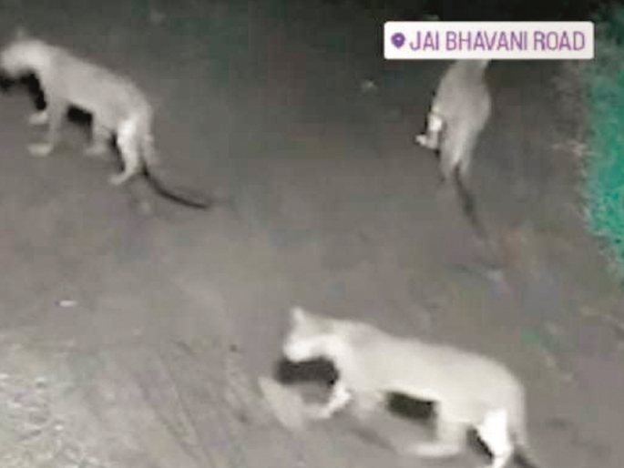 Leopards in Nashik, Rumors spread in Chhatrapati Sambhajinagar | आला व्हिडिओ कर 'फॉरवर्ड'; बिबट्यांचा वावर नाशिकला, अफवा छत्रपती संभाजीनगरात Leopards in Nashik, Rumors spread in Chhatrapati Sambhajinagar | आला व्हिडिओ कर 'फॉरवर्ड'; बिबट्यांचा वावर नाशिकला, अफवा छत्रपती संभाजीनगरात