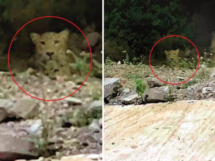 Leopard Sighting on Samruddhi Mahamarga; Forest department is searching | Video: समृद्धी महामार्गावर बिबट्याचे दर्शन; वन विभागाकडून शोध सुरू Leopard Sighting on Samruddhi Mahamarga; Forest department is searching | Video: समृद्धी महामार्गावर बिबट्याचे दर्शन; वन विभागाकडून शोध सुरू