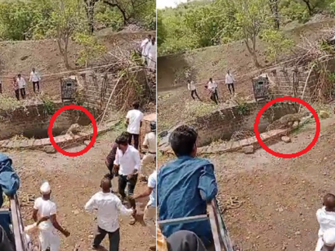 Suddenly the leopard leapt out of the well with a roar; Rescue team, chaos in the village | अचानक बिबट्याने डरकाळी फोडत विहिरीतून बाहेर झेप घेतली; बचाव पथक, ग्रामस्थांत गोंधळ Suddenly the leopard leapt out of the well with a roar; Rescue team, chaos in the village | अचानक बिबट्याने डरकाळी फोडत विहिरीतून बाहेर झेप घेतली; बचाव पथक, ग्रामस्थांत गोंधळ