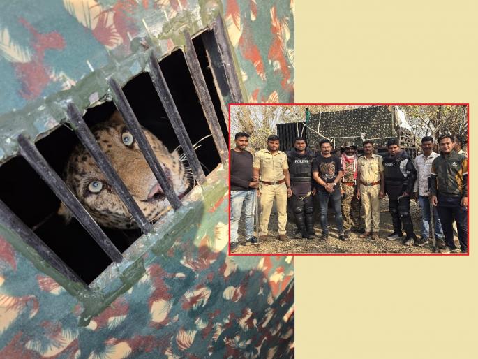 Ajanta Leopard Capture: Farmers Lock Predator Inside Shed After Second Attempt to Hunt Livestock | शेतकऱ्यांचे धाडस!; बकऱ्यांसाठी दुसऱ्यांदा वाड्यात शिरताच बिबट्याला केलं बंदिस्त, मादी पसार Ajanta Leopard Capture: Farmers Lock Predator Inside Shed After Second Attempt to Hunt Livestock | शेतकऱ्यांचे धाडस!; बकऱ्यांसाठी दुसऱ्यांदा वाड्यात शिरताच बिबट्याला केलं बंदिस्त, मादी पसार