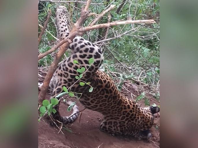 Leopard dies after getting caught in poachers trap in akot | सातपुड्याच्या पायथ्याशी शिकारीच्या फासकीत अडकून बिबट्याचा मृत्यू Leopard dies after getting caught in poachers trap in akot | सातपुड्याच्या पायथ्याशी शिकारीच्या फासकीत अडकून बिबट्याचा मृत्यू