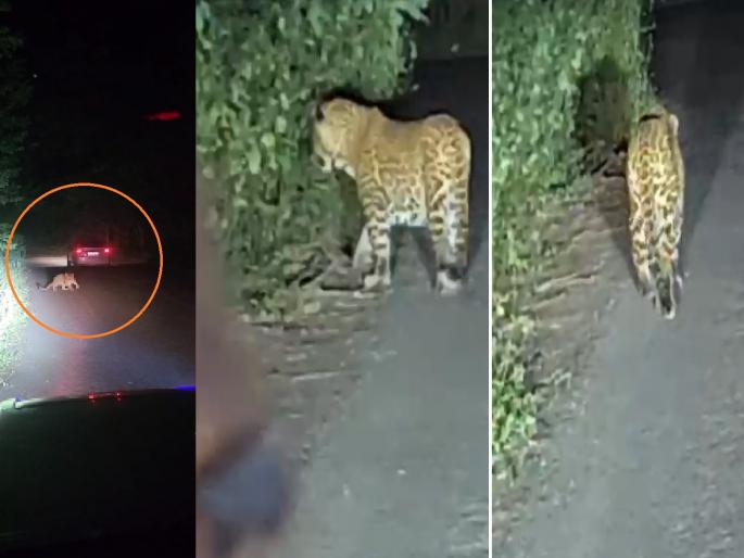 Leopard roams freely on Beed-Ahilyanagar highway again; Fear among commuters | बीड-अहिल्यानगर महामार्गावर बिबट्याचा पुन्हा बिनधास्त संचार; प्रवाशांमध्ये भीतीचे वातावरण