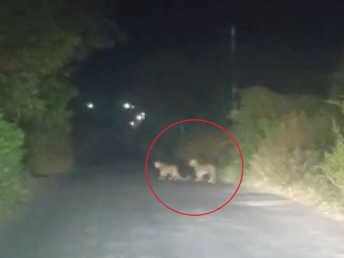 Beed: Two leopards 'night walk' on Doithan-Ashti road! Farmers, commuters in shock | Beed: डोईठाण-आष्टी रस्त्यावर दोन बिबट्यांचा 'नाइट वॉक'; शेतकरी, प्रवाशांमध्ये दहशत! Beed: Two leopards 'night walk' on Doithan-Ashti road! Farmers, commuters in shock | Beed: डोईठाण-आष्टी रस्त्यावर दोन बिबट्यांचा 'नाइट वॉक'; शेतकरी, प्रवाशांमध्ये दहशत!