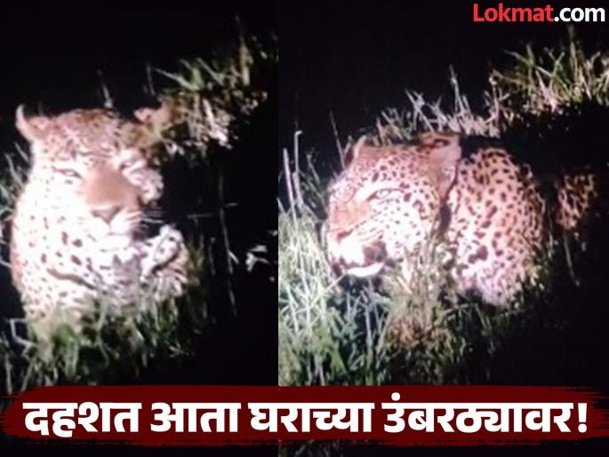 Beed: Leaving the forest, mountains, and fields, a leopard lurks right near a farmer's house; The family is shocked to hear its 'growl' | Beed: जंगल सोडून बिबट्याचा थेट शेतकऱ्याच्या घराजवळ दबा; 'गुरगुर' ऐकून कुटुंबीय हादरले! Beed: Leaving the forest, mountains, and fields, a leopard lurks right near a farmer's house; The family is shocked to hear its 'growl' | Beed: जंगल सोडून बिबट्याचा थेट शेतकऱ्याच्या घराजवळ दबा; 'गुरगुर' ऐकून कुटुंबीय हादरले!