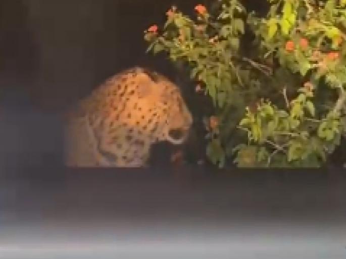 Nanded: Leopard sighted at the foot of Ratneshwari fort, villagers stay awake all night | Nanded: रत्नेश्वरी गडाच्या पायथ्याशी बिबट्याचे दर्शन, गावकऱ्यांचे रात्रभर जागरण